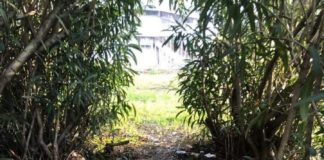 Roma, Assotutela “Lungotevere Arnaldo da Brescia dominata da degrado e incuria” degrado_incuria_lungotevere_arnaldo_da_brescia_roma