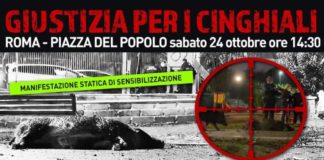 Giustizia per i cinghiali di Roma giustizia_cinghiali_roma