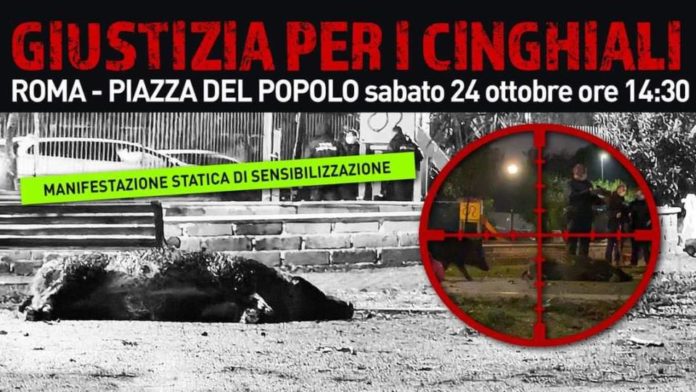 giustizia_cinghiali_roma