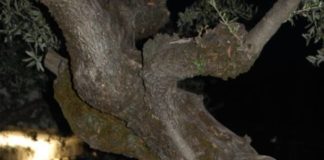 D’Uffizi e Pasqualini “Alcol, risse, droga, il centro di Frascati non è zona franca” giorgia_pasqualini