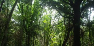 Il Parco Chigi nella Mappa delle Meraviglie di Sharryland parco_chigi