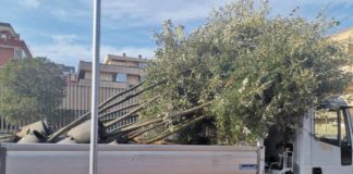 Zona 30 in via Carlo Alberto Dalla Chiesa, iniziata la messa a dimora dei nuovi alberi a Pomezia zona_30_pomezia_messa_dimora_alberi