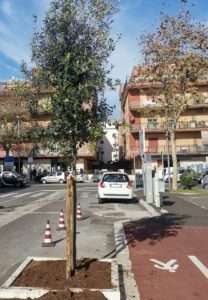 zona_30_pomezia_messa_dimora_alberi