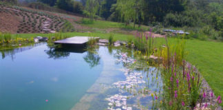 Tutto sulla biopiscina, un ecosistema autorigenerante a impatto ambientale zero biopiscina