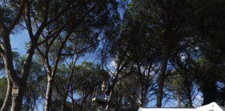 Manutenzione del verde a Pomezia, il cronoprogramma delle potature in programma manutenzione_verde_pomezia