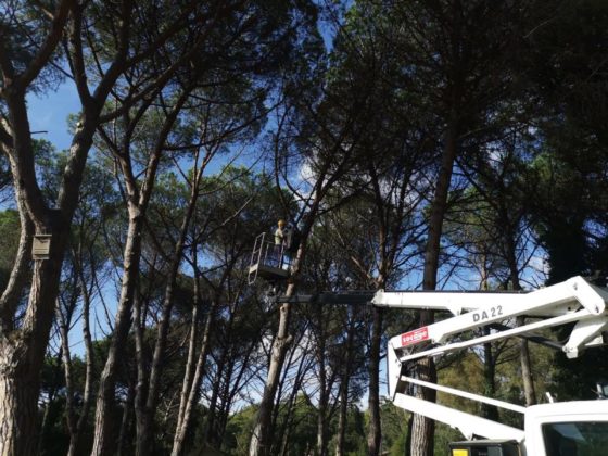 manutenzione_verde_pomezia