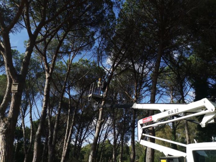 manutenzione_verde_pomezia