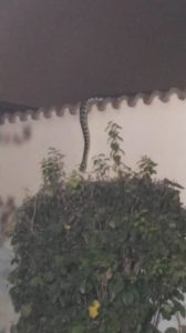 catturato_pitone_pomezia
