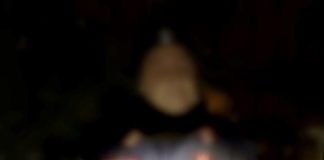 Pomezia, catturato dai Carabinieri Forestali un pitone australiano catturato_pitone_pomezia