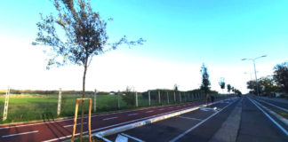 Il Comune di Pomezia mette a dimora 130 nuove piante comune_pomezia_130_nuove_piante