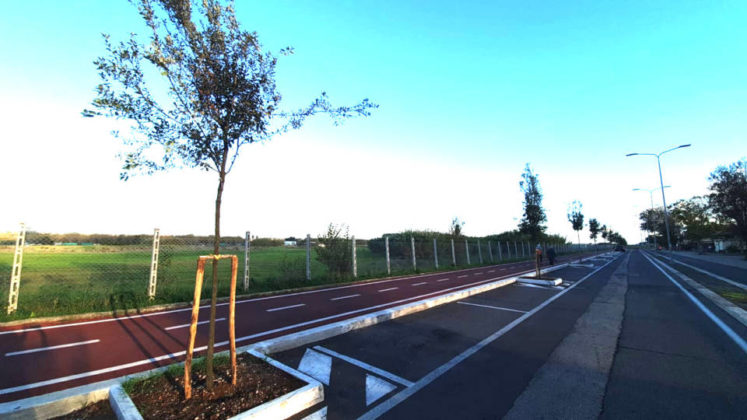 comune_pomezia_130_nuove_piante