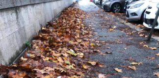 Lungotevere, Maritato e Leonardi Lega “Da Ama e Campidoglio piano foglie insufficiente” foglie