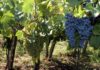 Gasperini “Rilanciare l’immagine dei vini Docg e Doc Frascati” vigneti