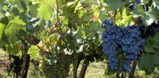 Gasperini “Rilanciare l’immagine dei vini Docg e Doc Frascati” vigneti