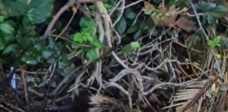 Femmina di cinghiale aggredisce un bambino a Castel Gandolfo