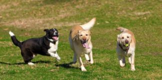 Aree cani Ciampino, nota dell’Amministrazione cani