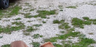 La storia di un cane bisognoso di aiuto