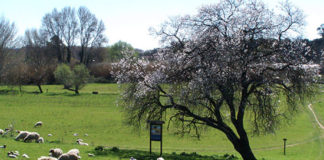 Bonafoni “Con Officine Civiche per unire i parchi Appia Antica e Castelli” territorio