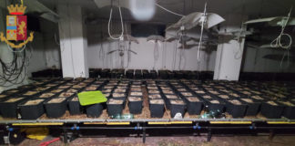 Polizia scopre una serra di marijuana sull’Ardeatina droga_ardeatina