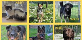 Cani e canile, il Comune di Rocca Priora verso una visione e gestione dei cani e delle adozioni