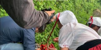 Nemi al via l’88esima edizione della Sagra delle Fragole “social”