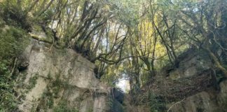 Un lettore “Coppia di pastori tedeschi vagano nei boschi di Nemi” nemi_bosco