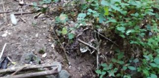 Rocca Priora, i gruppi di opposizione “Una fogna a cielo aperto”