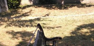 Marino, Venanzoni: “Quali sono le intenzioni di Colizza sulle aree verdi comunali? Degrado ovunque”