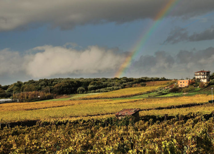 vigneto_frascati_doc_amici_di_frascati