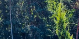 38 nuovi cestini da arredo urbano per la differenziata a Nemi