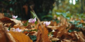 FrascatiScienza, ad Ariccia si entra nel vivo degli eventi