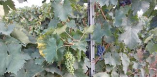 Alessandro Cocco fa un bilancio di VisitGrottaferrata