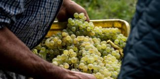 Inizia la vendemmia 2021 di Gotto d’Oro, il Presidente Caporicci: “Sarà di qualità”