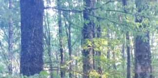 Lariano, Giannini “Lo scempio delle fustaie di cerro arriva in Regione”