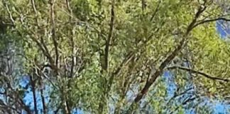 Lago Albano, avvistato cinghiale