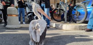 Atterra in piazza Carlo Fontana a Lanuvio un Pellicano tra lo stupore dei presenti pellicano