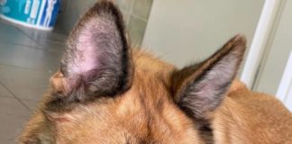 Cagnolina maltrattata e abbandonata a Latina lucia