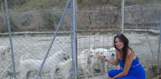 ANIMALI, IL COMUNE DI ROMA PASSA LA MANO. VALERI ERBAGGI ROCCA (FDI) CON 9 MILIONI DI EURO LA SINISTRA ITALIANA SPIANA LA STRADA AI CANILI MA NON PRENDE NESSUN IMPEGNO PER PREVENIRE L’ ABBANDONO canivaleri