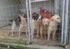 LE ASSOCIAZIONI ANIMALISTE CONTESTANO IL NUOVO BANDO PER LA GESTIONE DEI CANILI COMUNALI canilemuratella