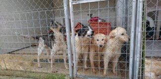 LE ASSOCIAZIONI ANIMALISTE CONTESTANO IL NUOVO BANDO PER LA GESTIONE DEI CANILI COMUNALI canilemuratella