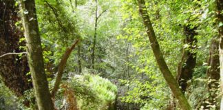 Domenica 19 dicembre Passeggiata archeologico-naturalistica nel Parco Chigi