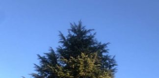 Assotutela “ecco il nostro dono di Natale per il San Camillo”