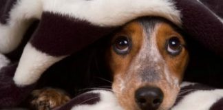 Fratelli d’Italia firma mozione per vietare botti di capodanno dal 31 Dicembre al 6 Gennaio cani