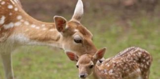 Fratelli d’Italia a tutela dei daini del Parco del Circeo daini