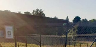 Come diventare volontari in un canile volontaricanile