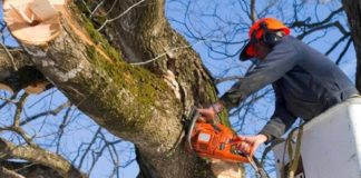 Chiusura strada per potature e abbattimento alberature provinciale217