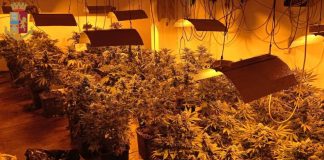 Garage adibito a serra per la coltivazione di marijuana scoperto a Lanuvio droga