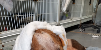 Ancora disservizi nei canili di Roma ai danni dei cuccioli belen