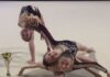 Ginnastica ritmica, le allieve della Polimnia Ritmica Romana vicecampionesse d’Italia