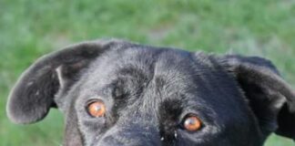 Ancora problemi al canile della Muratella rocky